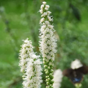 Liatris spicata 'Floristan Weiss', Gayfeather 'Floristan Weiss', White Gayfeather, White Blazing Star, White liatris, White Flowers, Button Snakeroot 'Floristan Weiss', Blazing Star 'Floristan Weiss', Kansas Gayfeather 'Floristan Weiss', Spike Gayfeather 'Floristan Weiss'