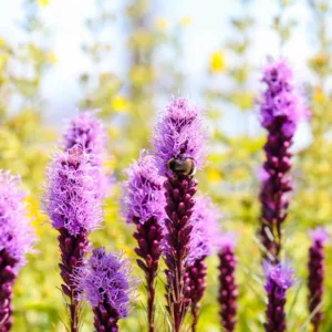 Liatris spicata 'Kobold', Gayfeather 'Kobold', Button Snakeroot 'Kobold', Blazing Star 'Kobold', Kansas Gayfeather 'Kobold', Spike Gayfeather 'Kobold', Purple liatris, Purple Flowers