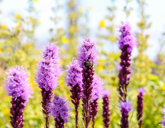 Liatris spicata 'Kobold', Gayfeather 'Kobold', Button Snakeroot 'Kobold', Blazing Star 'Kobold', Kansas Gayfeather 'Kobold', Spike Gayfeather 'Kobold', Purple liatris, Purple Flowers