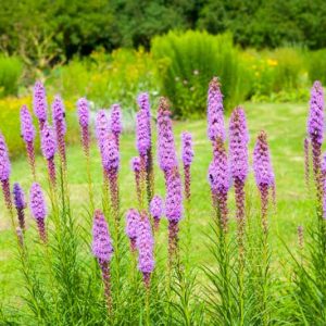 Liatris spicata, Button Snakeroot information, Dense Blazing Star information, Kansas Gayfeather information, Spike Gayfeather information