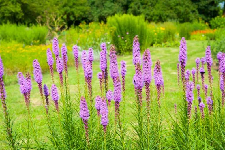 Liatris spicata, Button Snakeroot information, Dense Blazing Star information, Kansas Gayfeather information, Spike Gayfeather information