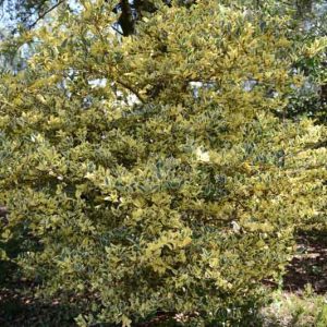 Ligustrum japonicum Variegatum, Japanese Privet 'Variegatum', Wax Leaf Privet 'Variegatum', Berries, Variegated Privet, Variegated Evergreen Shrub, Shrubs with berries