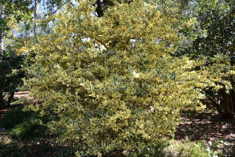 Ligustrum japonicum Variegatum, Japanese Privet 'Variegatum', Wax Leaf Privet 'Variegatum', Berries, Variegated Privet, Variegated Evergreen Shrub, Shrubs with berries