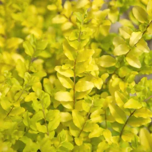 Ligustrum sinense 'Sunshine', Chinese Privet 'Sunshine', Golden Privet, Evergreen Shrub, Golden Shrub, Yellow Shrub