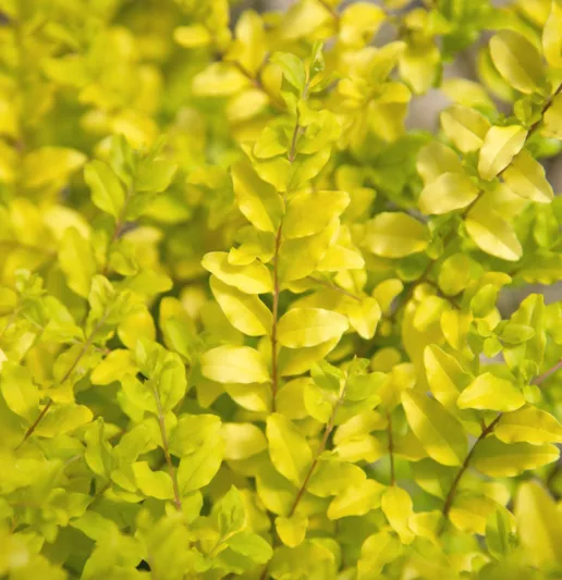 Ligustrum sinense 'Sunshine', Chinese Privet 'Sunshine', Golden Privet, Evergreen Shrub, Golden Shrub, Yellow Shrub