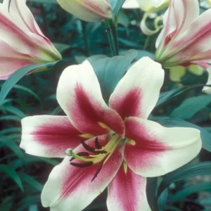 Lilium 'Altari', Lilium 'Altari', Lily 'Altari', Lily 'Altari', Oriental Lily 'Altari', Oriental Trumpet Lily, Orienpet Lily, Oriental Trumpet Lilies, Orienpet Lilies, Pink Lilies, Bicolo