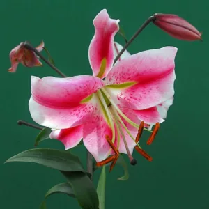 Lilium 'Anastasia', Lilium 'Anastasia', Lily 'Anastasia', Lily 'Anastasia', Oriental Lily 'Anastasia', Oriental Trumpet Lily, Orienpet Lily, Oriental Trumpet Lilies, Orienpet Lilies, Pink Lilies, Bicolo