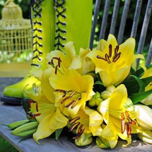 Lilium 'Belladonna', Lilium 'Belladonna', Lily 'Belladonna', Lily 'Belladonna', Oriental Lily 'Belladonna', Oriental Trumpet Lily, Orienpet Lily, Oriental Trumpet Lilies, Orienpet Lilies, Yellow Lilies,