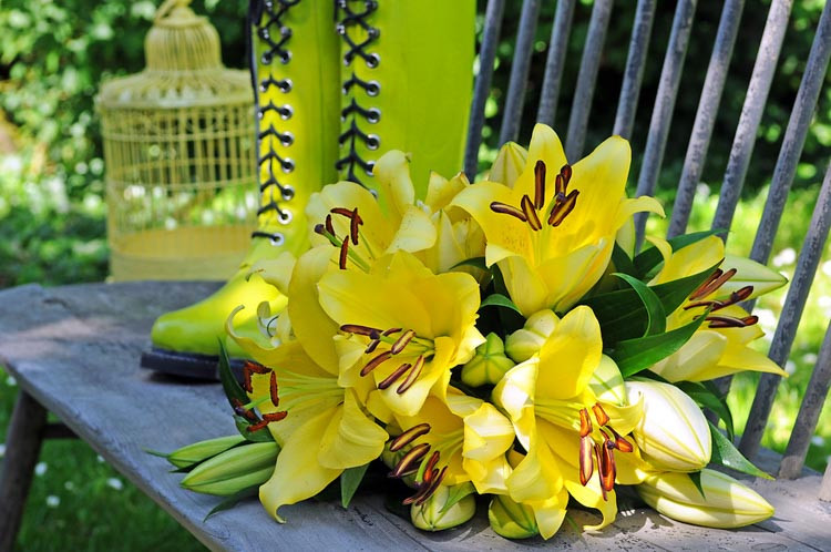 Lilium 'Belladonna', Lilium 'Belladonna', Lily 'Belladonna', Lily 'Belladonna', Oriental Lily 'Belladonna', Oriental Trumpet Lily, Orienpet Lily, Oriental Trumpet Lilies, Orienpet Lilies, Yellow Lilies,