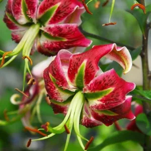 Lilium 'Black Beauty', Lily 'Black Beauty', Oriental Lily 'Black Beauty', Oriental Trumpet Lily, Orienpet Lily, Oriental Trumpet Lilies, Orienpet Lilies, Pink Lilies, Bicolor Lilies
