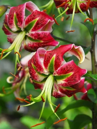 Lilium 'Black Beauty', Lily 'Black Beauty', Oriental Lily 'Black Beauty', Oriental Trumpet Lily, Orienpet Lily, Oriental Trumpet Lilies, Orienpet Lilies, Pink Lilies, Bicolor Lilies