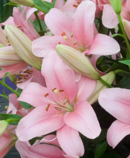 Lilium 'Brindisi', Lily 'Brindisi', LA Hybrid Lily, Longiflorum-Asiatic Lily, LA Hybrid Lilies, Longiflorum-Asiatic Lilies, Pink Lilies, Fragrant lilies, Lily flower, Lily Flower