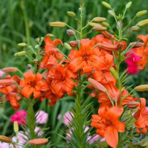 Lilium 'Fire King', Lily 'Fire King', Asiatic Hybrid Lily 'Fire King', Summer flowering Bulb, early summer flowering lilies, red lilies, red lily
