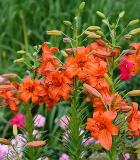 Lilium 'Fire King', Lily 'Fire King', Asiatic Hybrid Lily 'Fire King', Summer flowering Bulb, early summer flowering lilies, red lilies, red lily