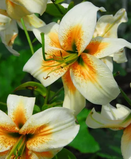 Lilium Lady Alice, Lady Alice Lily, Lily 'Lady Alice', Lily Species, Summer flowering Bulb, Yellow Lilies, White Lilies, Lily flower, Lily Flower, Bicolor Lily