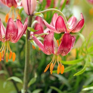 Lilium 'Manitoba Morning',Lily 'Manitoba Morning', Lilium Martagon 'Manitoba Morning', Martagon Lilies, Common Turk's Cap Lilies,Martagon Hybrids, Summer flowering Bulb, early flowering lilies, part shade lilies, part shade flowering bulbs