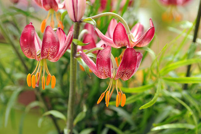 Lilium 'Manitoba Morning',Lily 'Manitoba Morning', Lilium Martagon 'Manitoba Morning', Martagon Lilies, Common Turk's Cap Lilies,Martagon Hybrids, Summer flowering Bulb, early flowering lilies, part shade lilies, part shade flowering bulbs