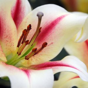 Lilium 'Nymph', Lilium 'Nymph', Lily 'Nymph', Lily 'Nymph', Oriental Lily 'Nymph', Oriental Trumpet Lily, Orienpet Lily, Oriental Trumpet Lilies, Orienpet Lilies, bicolor lilies