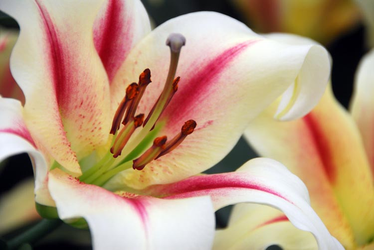 Lilium 'Nymph', Lilium 'Nymph', Lily 'Nymph', Lily 'Nymph', Oriental Lily 'Nymph', Oriental Trumpet Lily, Orienpet Lily, Oriental Trumpet Lilies, Orienpet Lilies, bicolor lilies