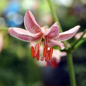 Lilium 'Pink Morning',Lily 'Pink Morning', Lilium Martagon 'Pink Morning', Martagon Lilies, Common Turk's Cap Lilies,Martagon Hybrids, Summer flowering Bulb, early flowering lilies, part shade lilies, part shade flowering bulbs