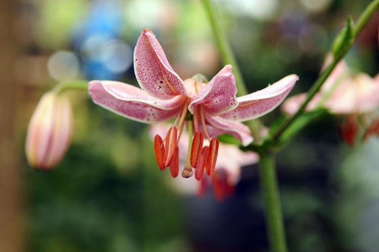 Lilium 'Pink Morning',Lily 'Pink Morning', Lilium Martagon 'Pink Morning', Martagon Lilies, Common Turk's Cap Lilies,Martagon Hybrids, Summer flowering Bulb, early flowering lilies, part shade lilies, part shade flowering bulbs