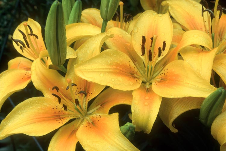Lilium 'Pollyanna', Lily 'Pollyanna', Asiatic Hybrid Lily 'Pollyanna', Summer flowering Bulb, early summer flowering lilies, yellow lilies, bicolor lilies, Award lilies