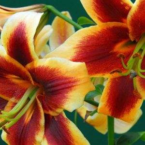 Lilium 'Robert Swanson', Lilium 'Robert Swanson', Lily 'Robert Swanson', Lily 'Robert Swanson', Oriental Lily 'Robert Swanson', Oriental Trumpet Lily, Orienpet Lily, Oriental Trumpet Lilies, Orienpet Lilies, Bicolor Lilies