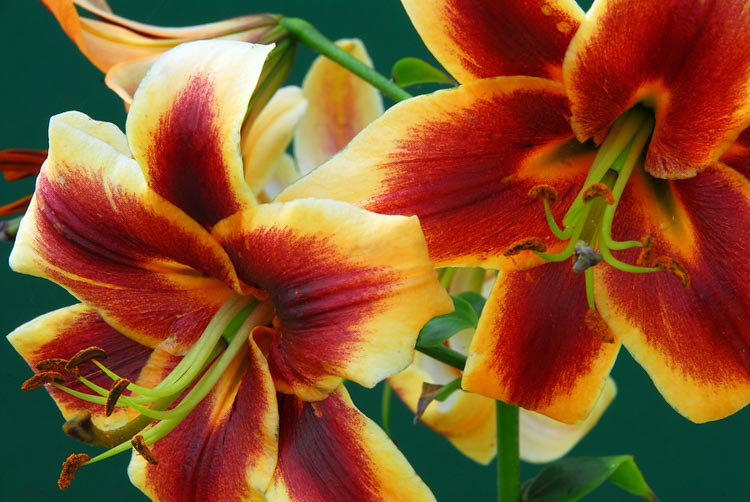 Lilium 'Robert Swanson', Lilium 'Robert Swanson', Lily 'Robert Swanson', Lily 'Robert Swanson', Oriental Lily 'Robert Swanson', Oriental Trumpet Lily, Orienpet Lily, Oriental Trumpet Lilies, Orienpet Lilies, Bicolor Lilies