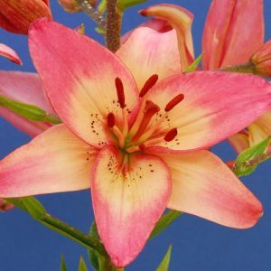 Lilium 'Rosella's Dream',  Lily 'Rosella's Dream', Asiatic Lily 'Rosella's Dream', Summer flowering Bulb, early summer Lilies, Pink lilies, Asiatic lilies, Lily Flower, Lily Flowers, Salmon Lilies