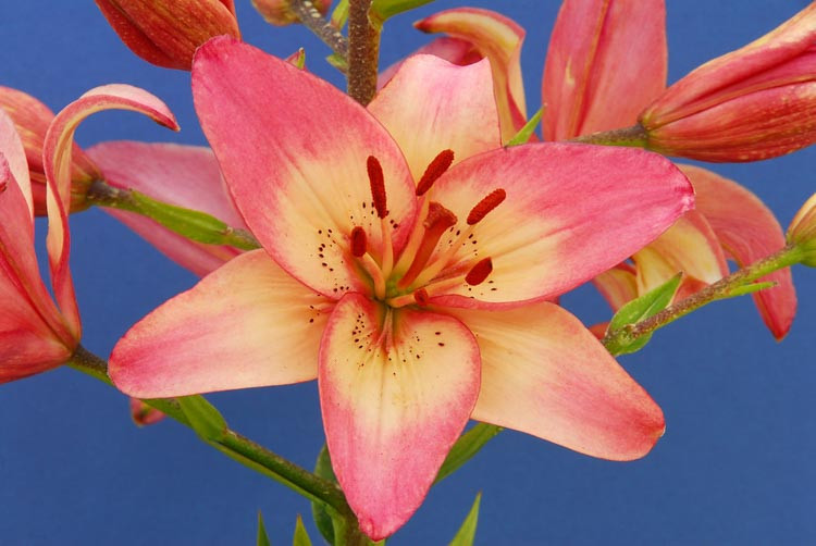 Lilium 'Rosella's Dream',  Lily 'Rosella's Dream', Asiatic Lily 'Rosella's Dream', Summer flowering Bulb, early summer Lilies, Pink lilies, Asiatic lilies, Lily Flower, Lily Flowers, Salmon Lilies