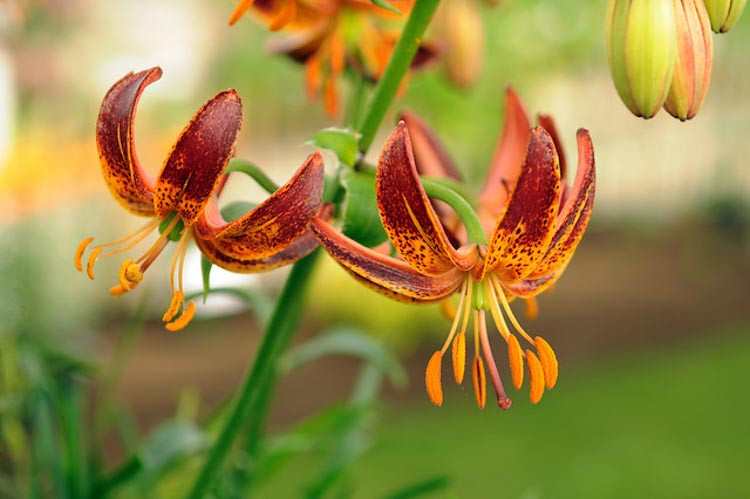 Lilium 'Scarlet Morning',Lily 'Scarlet Morning', Lilium Martagon 'Scarlet Morning', Martagon Lilies, Common Turk's Cap Lilies,Martagon Hybrids, Summer flowering Bulb, early flowering lilies, part shade lilies, part shade flowering bulbs