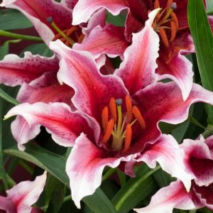 Lilium 'Sumatra', Lily 'Sumatra', Oriental Lily 'Sumatra', Oriental Lilies, Dark Lilies, Fragrant lilies, Lily flower, Lily Flower