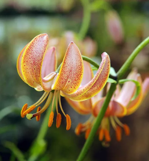 Lilium 'Sunny Morning',Lily 'Sunny Morning', Lilium Martagon 'Sunny Morning', Martagon Lilies, Common Turk's Cap Lilies,Martagon Hybrids, Summer flowering Bulb, early flowering lilies, part shade lilies, part shade flowering bulbs
