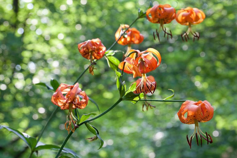 Lilium Superbum, Swamp Lily, American Turk's Cap Lily, Common Turk's Cap Lilies, Summer flowering Bulb, early flowering lilies, orange lilies, part shade lilies, part shade flowering bulbs