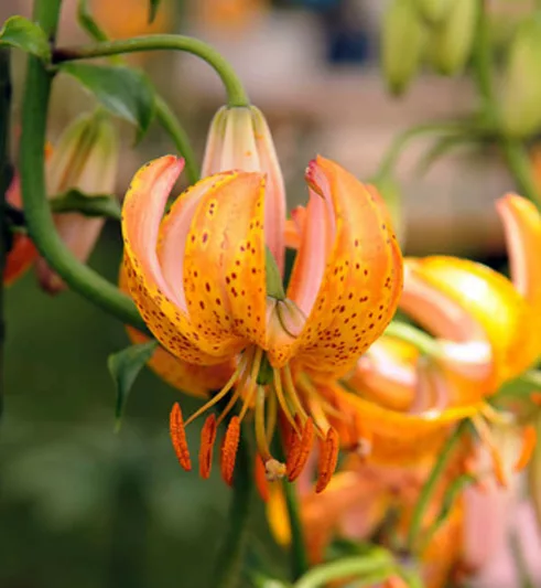 Lilium 'Terrace City',Lily 'Terrace City', Lilium Martagon 'Terrace City', Martagon Lilies, Common Turk's Cap Lilies,Martagon Hybrids, Summer flowering Bulb, early flowering lilies, part shade lilies, part shade flowering bulbs