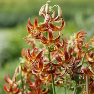 Lilium 'Arabian Knight',Lily 'Arabian Knight', Lilium Martagon 'Arabian Knight', Martagon Lilies, Common Turk's Cap Lilies,Martagon Hybrids, Summer flowering Bulb, early flowering lilies, red lilies, part shade lilies, part shade flowering bulbs