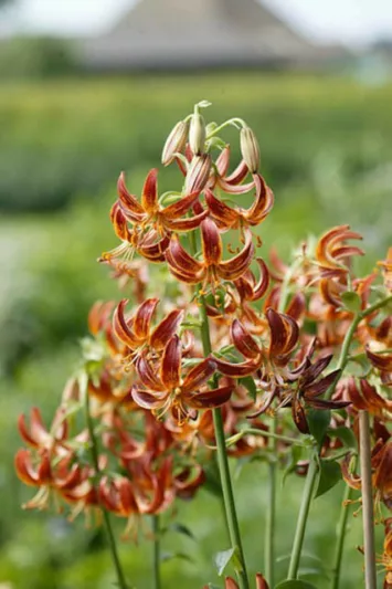 Lilium 'Arabian Knight',Lily 'Arabian Knight', Lilium Martagon 'Arabian Knight', Martagon Lilies, Common Turk's Cap Lilies,Martagon Hybrids, Summer flowering Bulb, early flowering lilies, red lilies, part shade lilies, part shade flowering bulbs