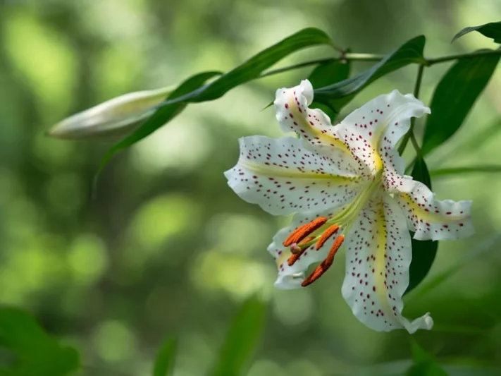 Lilium Auratum, Golden-Rayed Lily, Gold Band Lily, Summer Bulb, White Lilies, Fragrant Lilies, Trumpet Lilies, Lily Flower,  Lily Flowers