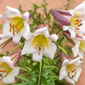 Lilium 'Black Dragon', Lily 'Black Dragon', Lilium leucanthum var. centifolium, Summer Bulb, White Lilies, Fragrant Lilies, Trumpet Lilies, Striped Lilies, Lily Flower, Lily Flowers