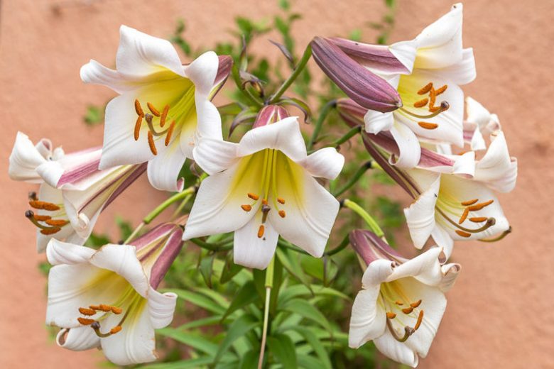 Lilium 'Black Dragon', Lily 'Black Dragon', Lilium leucanthum var. centifolium, Summer Bulb, White Lilies, Fragrant Lilies, Trumpet Lilies, Striped Lilies, Lily Flower, Lily Flowers