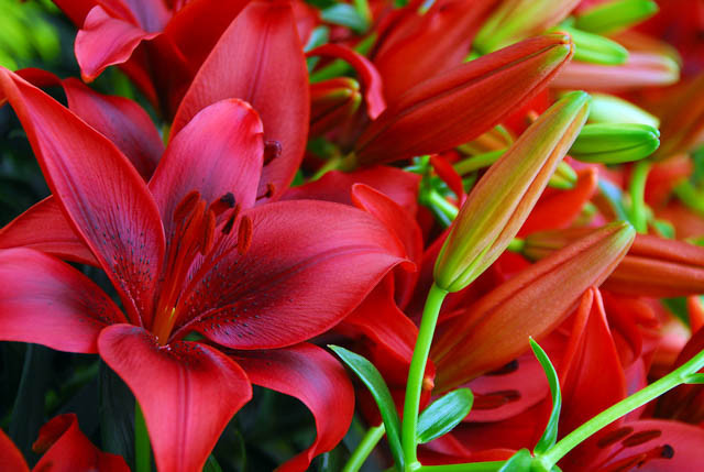 Lilium 'Black Out', Lily 'Black Out', Asiatic Lily 'Black Out', Lily 'Blackout', Summer flowering Bulb, early summer flowering lilies, red lilies
