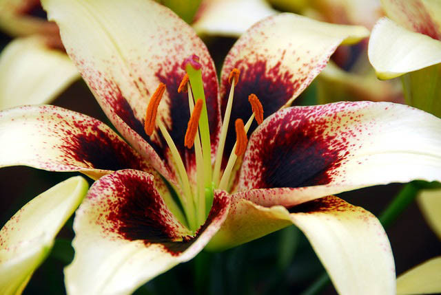 Lilium 'Black Spider', Lily 'Black Spider', Asiatic Lily 'Black Spider', Asiatic Hybrids, Asiatic Lilies, Bicolor Lilies, Fragrant lilies, Lily flower, Lily Flower
