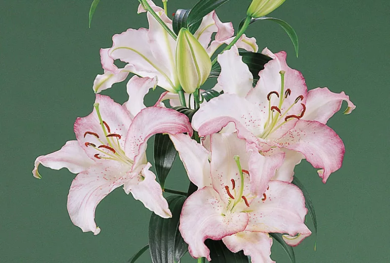 Lilium 'Brasilia', Lily 'Brasilia', Oriental Lily 'Brasilia', Summer flowering Bulb, mid summer lilies, late summer lilies, white lilies, Fragrant lilies