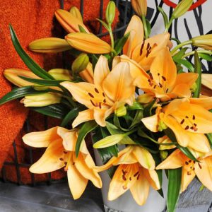 Lilium 'Brunello', Lily 'Brunello', Asiatic Lily 'Brunello', Asiatic Hybrids, Asiatic Lilies, Orange Lilies, Fragrant lilies, Lily flower, Lily Flower