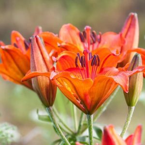 Lilium Bulbiferum, Orange Lily, Species Lilies, Summer flowering Bulb, flowering lilies, Orange Lilies,Fire Lily,Lilium aurantiacum, Lilium croceum