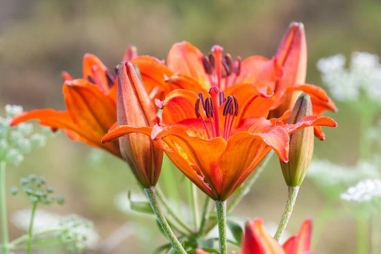 Lilium Bulbiferum, Orange Lily, Species Lilies, Summer flowering Bulb, flowering lilies, Orange Lilies,Fire Lily,Lilium aurantiacum, Lilium croceum