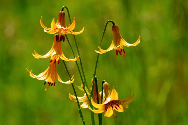 Lilium canadense, Canada Lily, Canadian Lily, Wild Yellow Lily,, Summer flowering Bulb, Yellow Lilies, Lily flower, Lily Flower