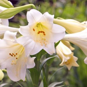 Lilium Candidum, Madonna Lily, White Lily, French Lily, Juno's Rose, St Joseph's Lily, Annunciation Lily, Ascension Lily, Bourbon Lily, Summer Bulb, White Lilies, Fragrant Lilies, Trumpet Lilies, Lily Flower,  Lily Flowers
