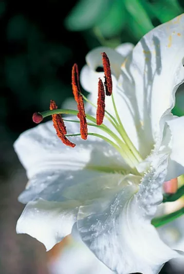 Lilium 'Casa Blanca', Lily 'Casa blanca', Oriental lily 'Casa blanca', Lilium 'Casa Blanca', Summer flowering Bulb, mid summer lilies, late summer lilieswhite lilies, Award lilies