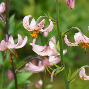 Lilium 'Chameleon',Lily 'Chameleon', Lilium Martagon 'Chameleon', Martagon Lilies, Common Turk's Cap Lilies,Martagon Hybrids, Summer flowering Bulb, early flowering lilies, part shade lilies, part shade flowering bulbs